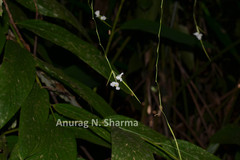 Schumannianthus virgatus